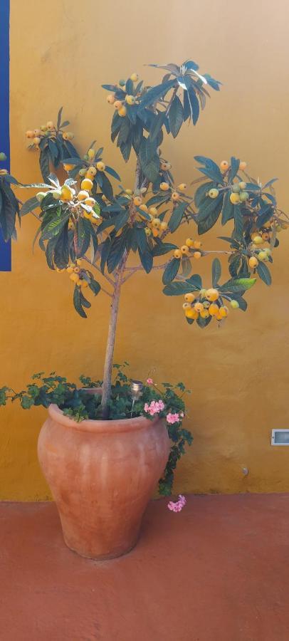 Casa Maestro Lelo – Acogedora Casa Rural Canaria Con Patios Y Jardines De Flores Las Palmas de Gran Canaria Exterior foto